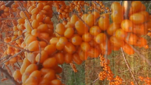 冬果沙棘第一县林口