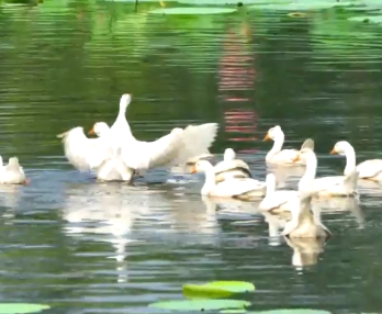 曲项高歌 香飘龙江