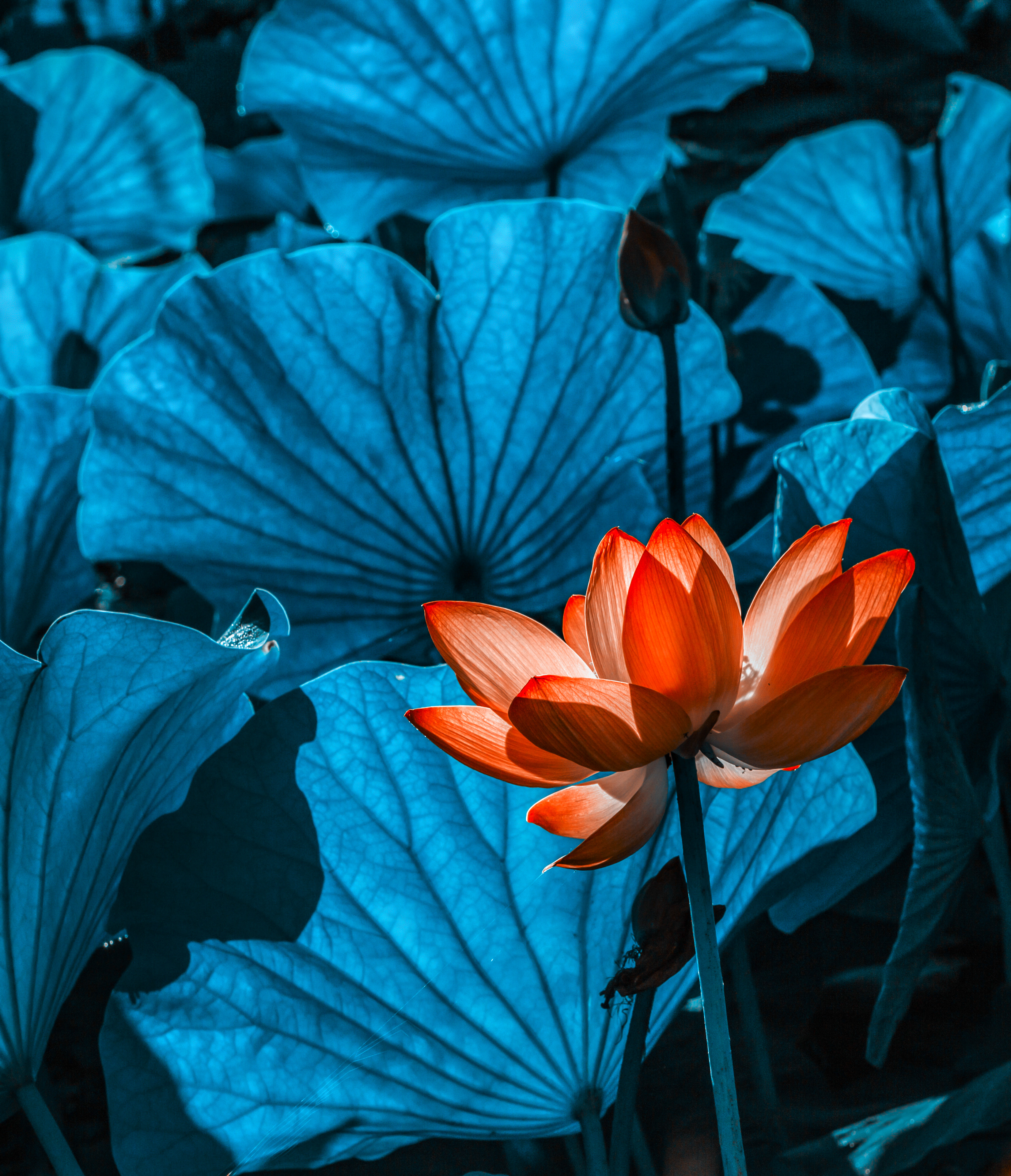 汤原县摄影家协会 林英胜作品