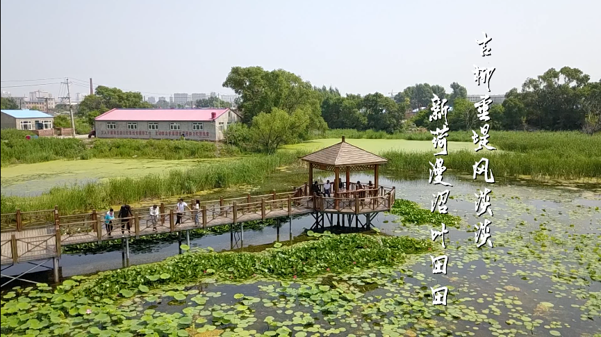 荷花欣赏