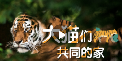 “大猫们”共同的家——保护东北虎豹 中俄在行动