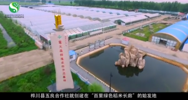 桦川县五良纯生态农业专业合作社