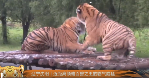 全球老虎日 | 萌虎猛虎 人人守护