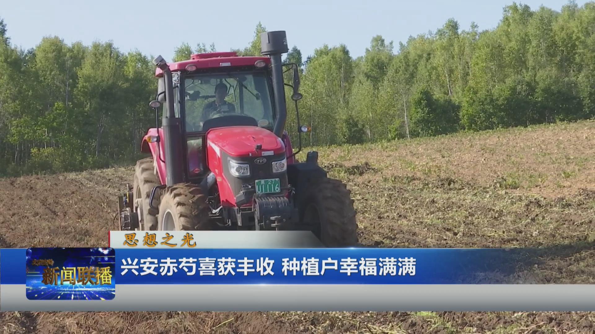 思想之光集体创作作品展播-大兴安岭-兴安赤芍喜获丰收