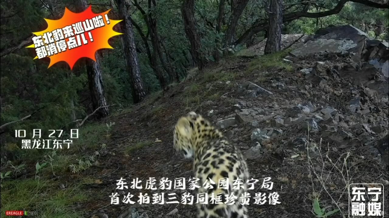 东北豹来巡山啦！都消停点儿！