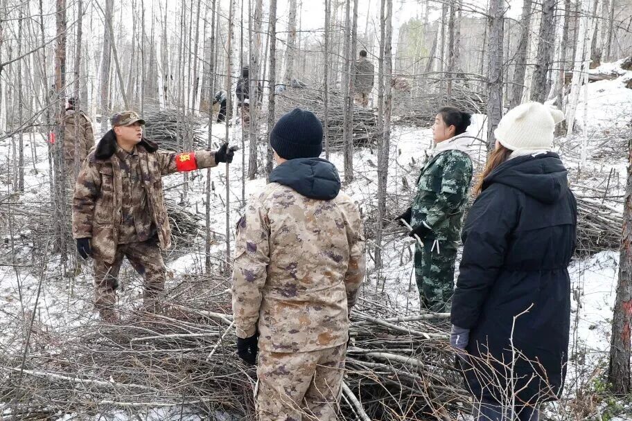 牢记嘱托 感恩奋进 奋力开创高质量发展新局面|21万亩林海焕新颜！漠河林业局以精细化抚育赋能林区可持续发展