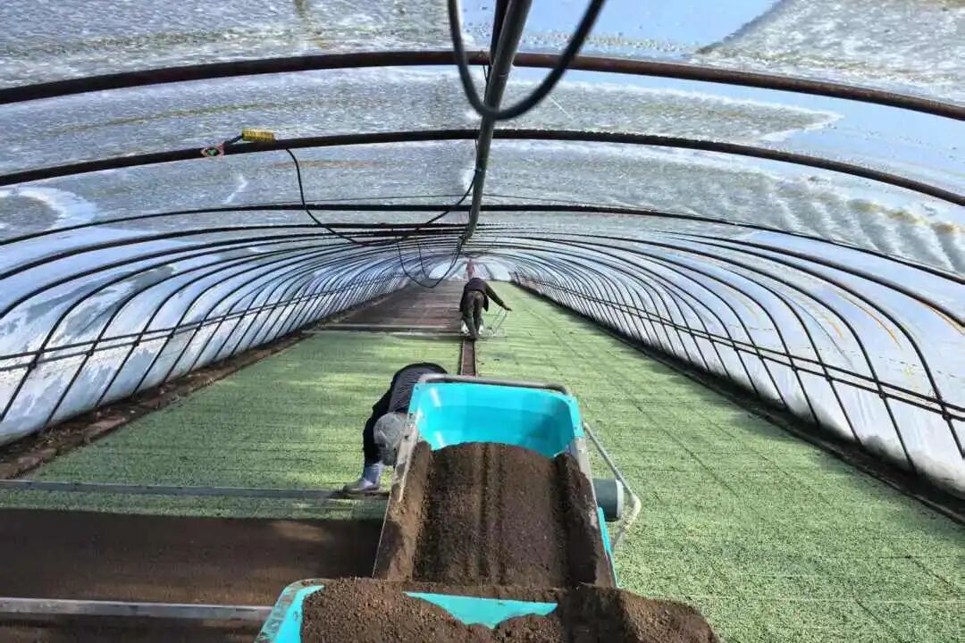 【在希望的田野上】春光好、育秧忙！播下丰收的希望！