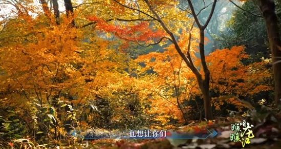 《红姐的“绿森林”》 简介：从伐木到护林，林区人呵护绿色家园。（视频内容为转载）