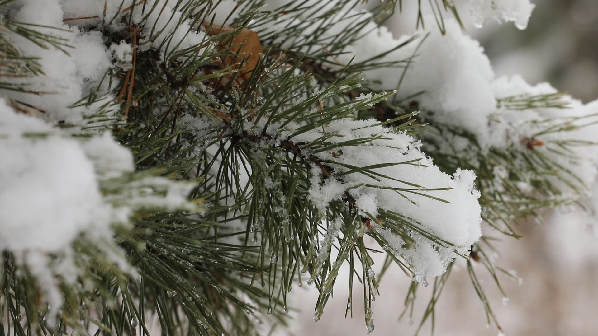 雪落抚远春意晚 琼枝玉树映边城