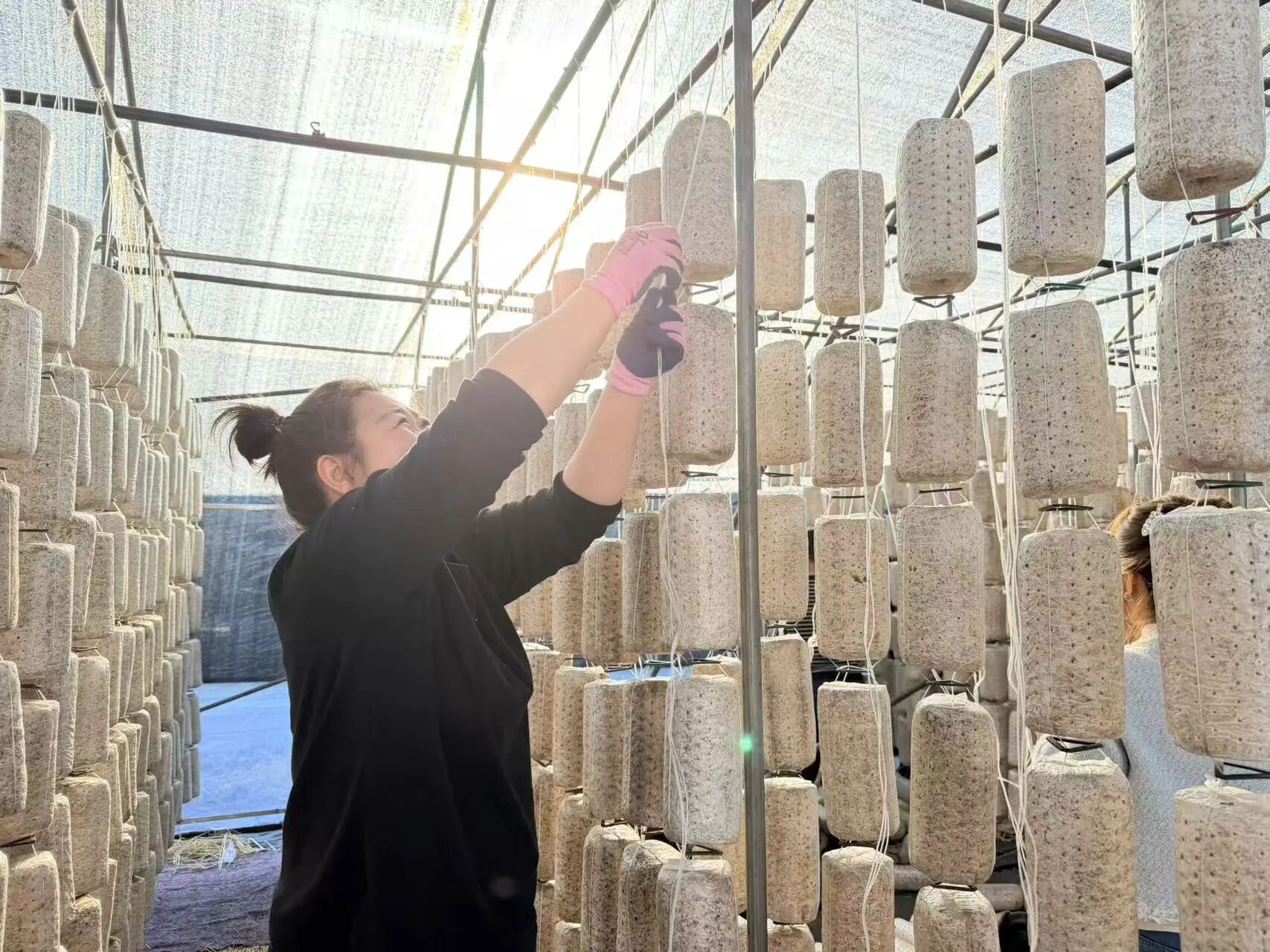 【在希望的田野上】春季木耳挂袋忙，串起致富新希望！