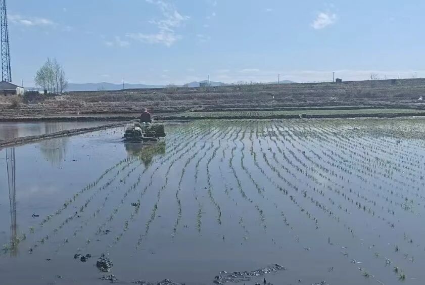两会新风润黑土 马年奋蹄备春耕｜庆阳镇全力推进水稻插秧作业