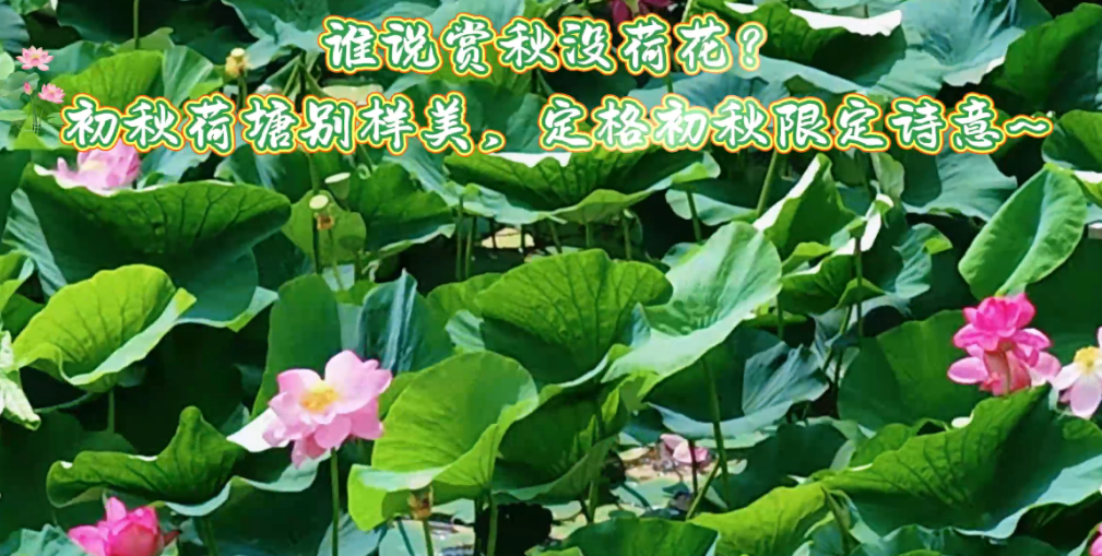 嘉荫:谁说赏秋没荷花？初秋荷塘别样美，定格初秋限定诗意~