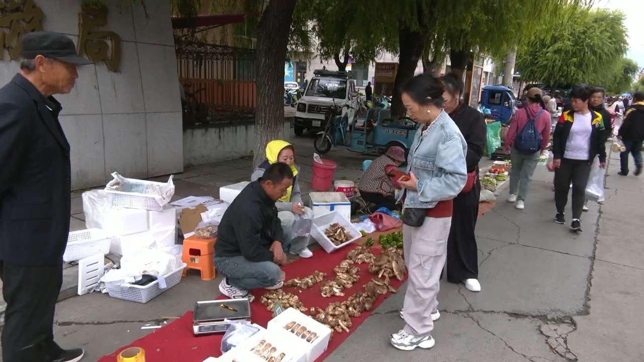 地产松茸飘香早市 名贵食材走俏餐桌